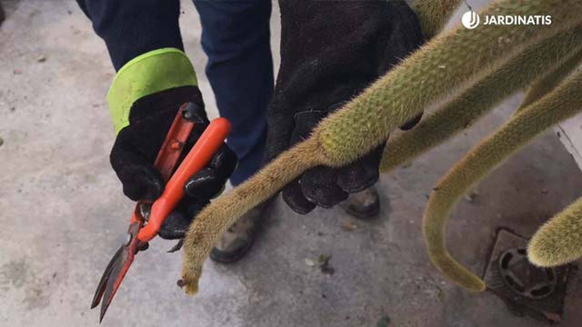 tallo joven congelado de cleistocactus winteri jardinatis