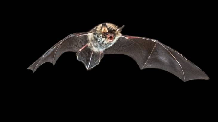 animales simbologia muerte murcielago