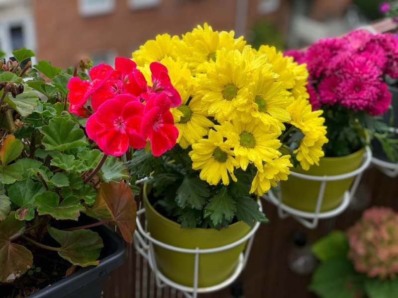 Chrysanthemum spp
