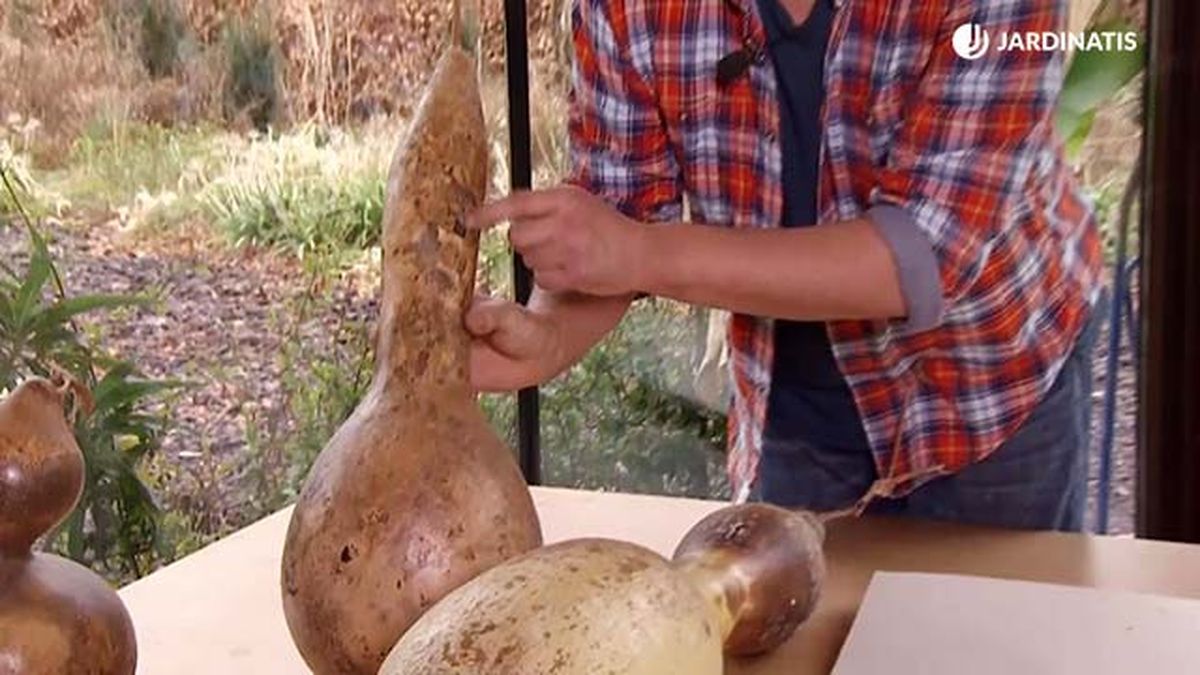 deco 683 prensado hojas secas hongos patrones