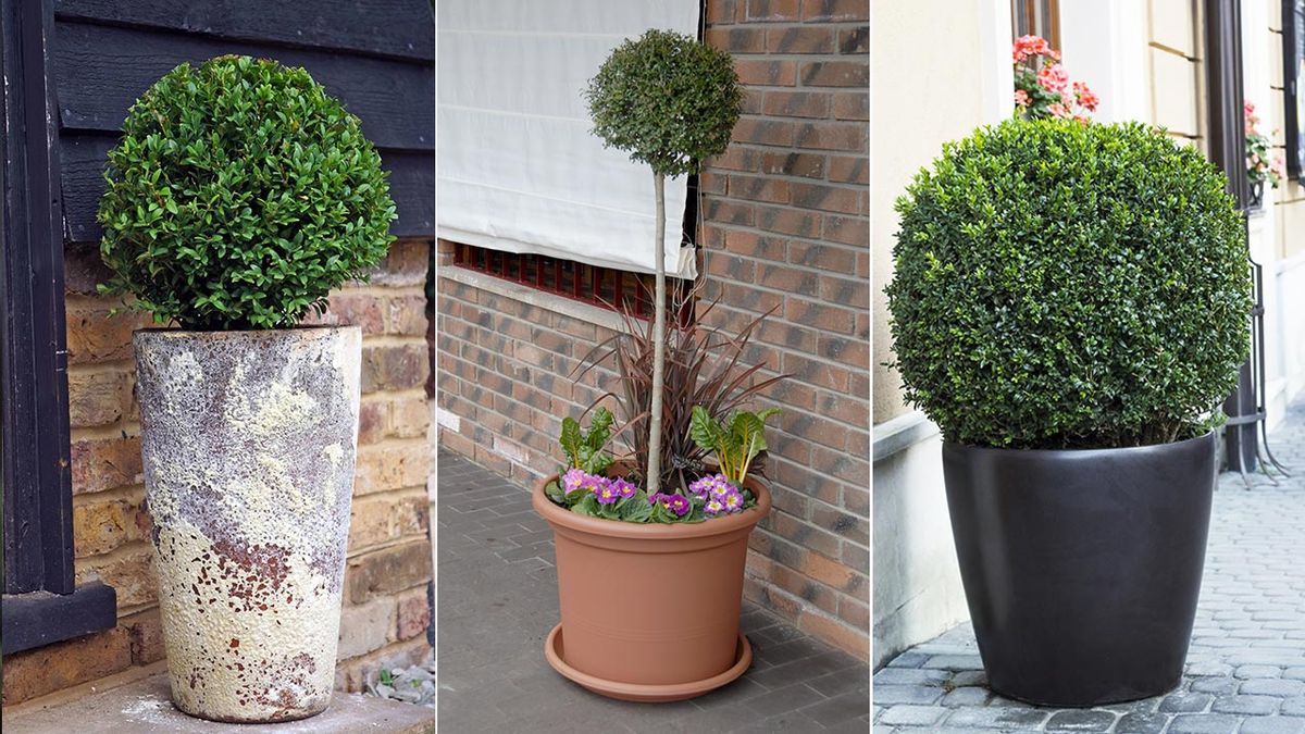 laurel aligustre y boj para la terraza