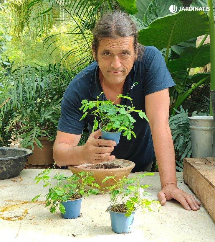 plantas mimosa pudica