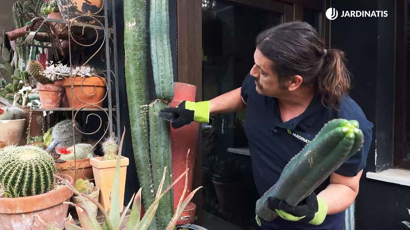 como reroducir.cactus san pedro jardinatis 22 11