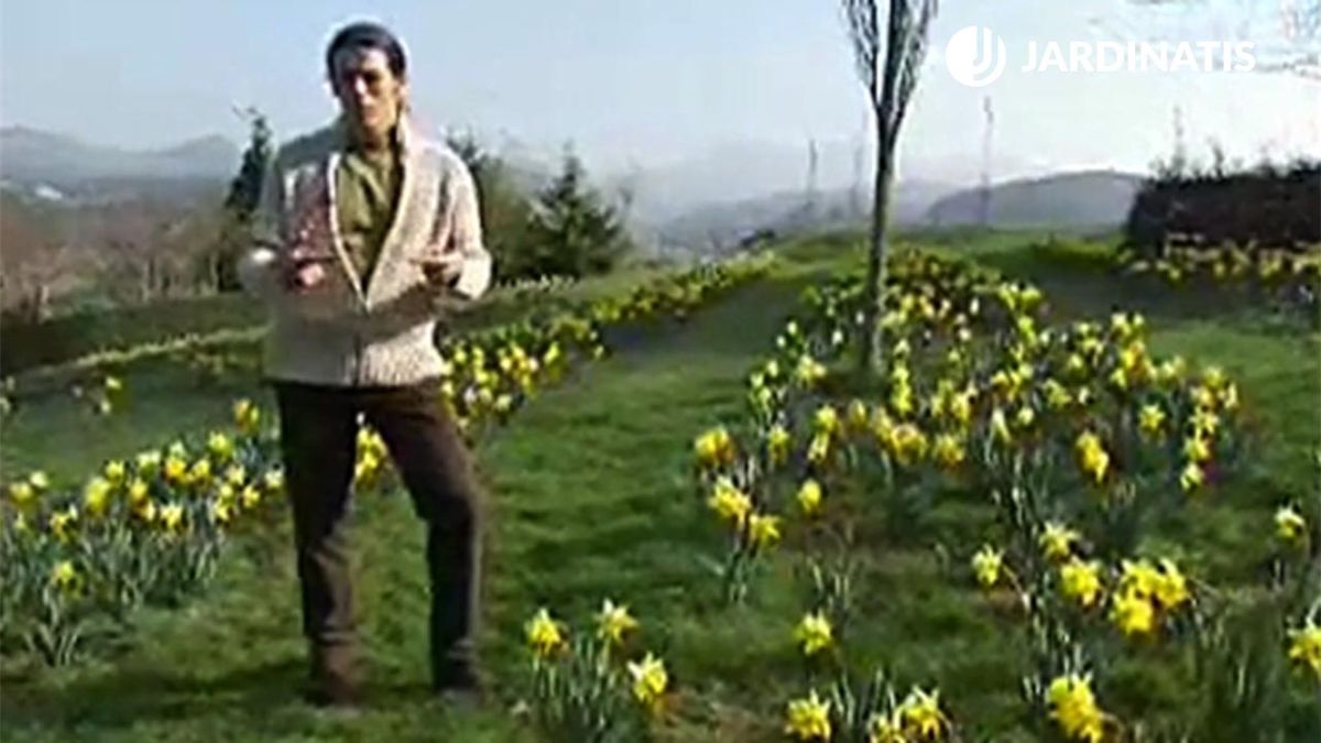 jardin con narcisos deco jardin 16