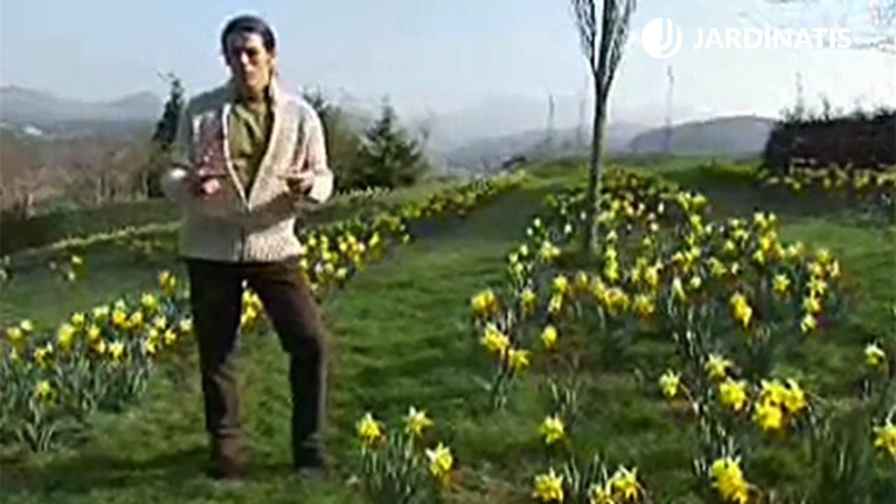 jardin con narcisos deco jardin 16
