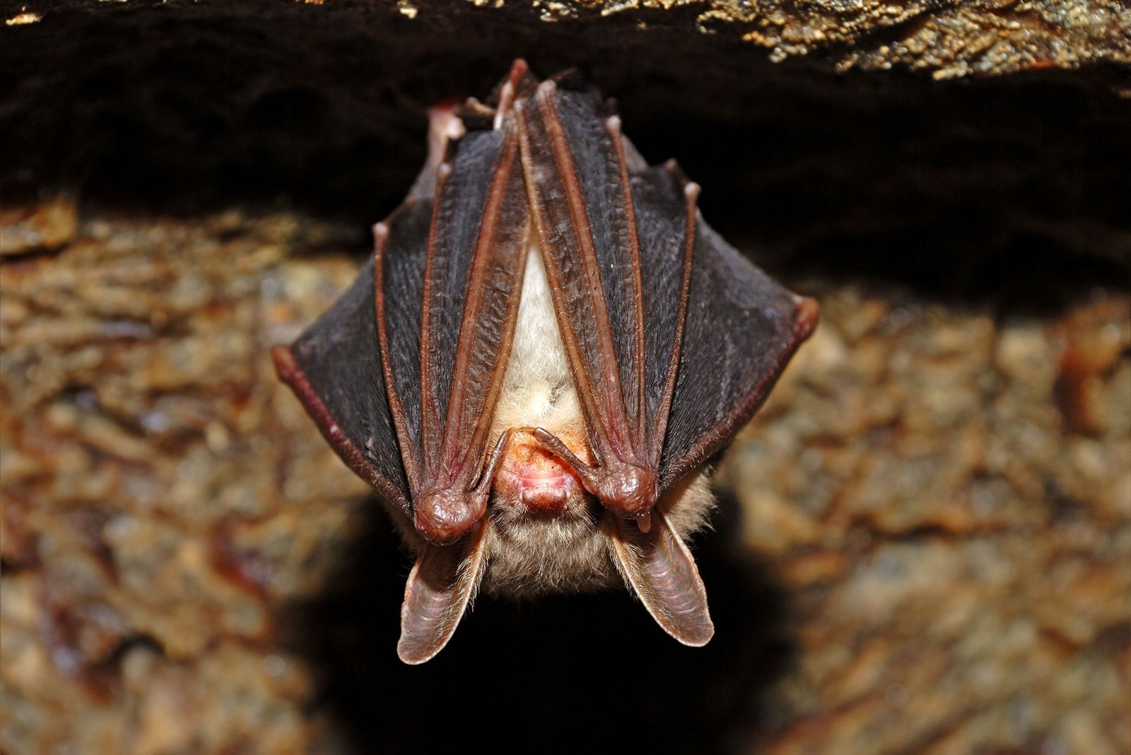 animales murcielagos 3