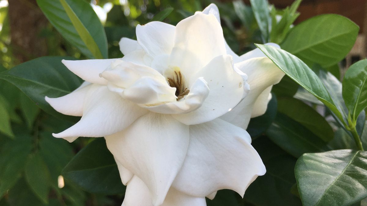 gardenia planta con olor