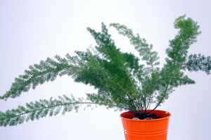 Asparagus meyeri