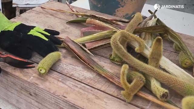 esquejes de cleistocactus winteri jardinatis