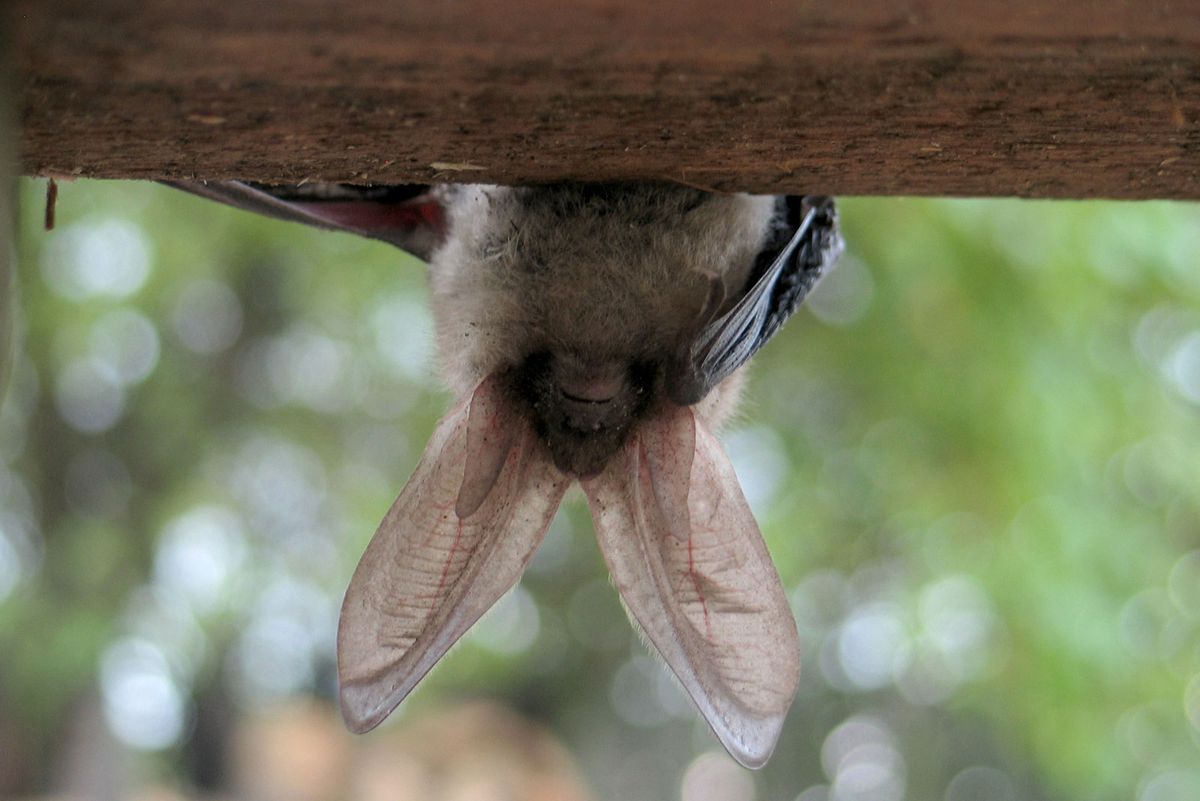 animales murcielagos orejas