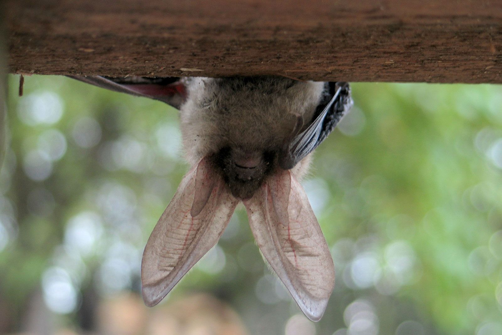 animales murcielagos orejas