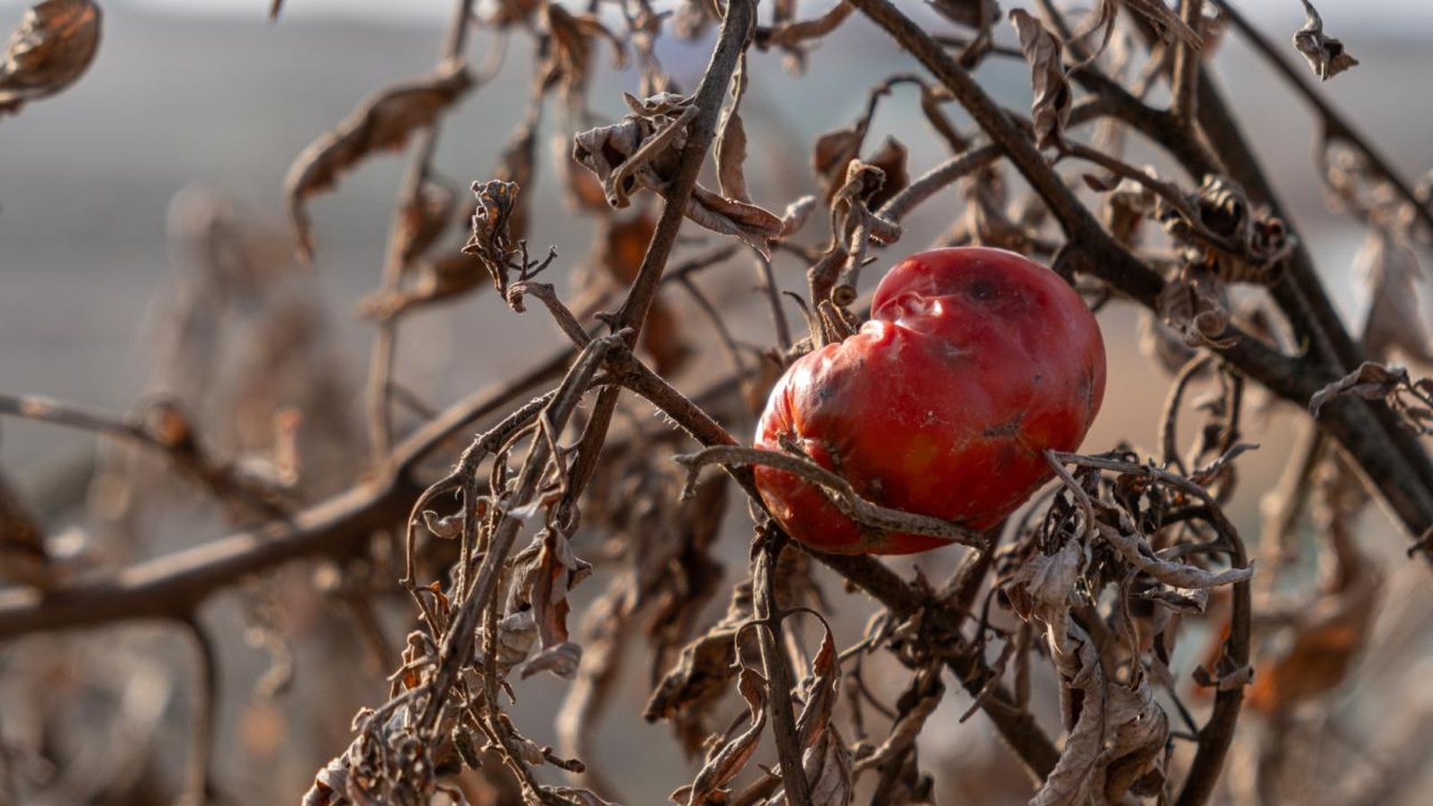 Alimentos en peligro de extinción