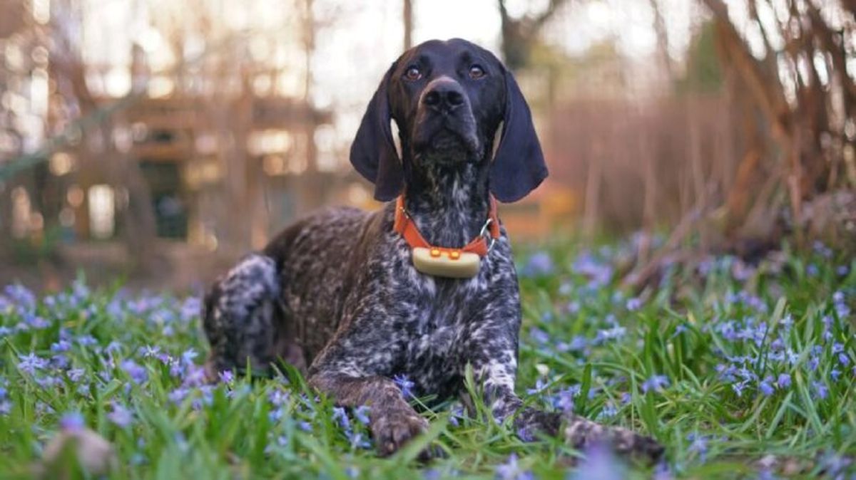 localizadores gps para perros 2