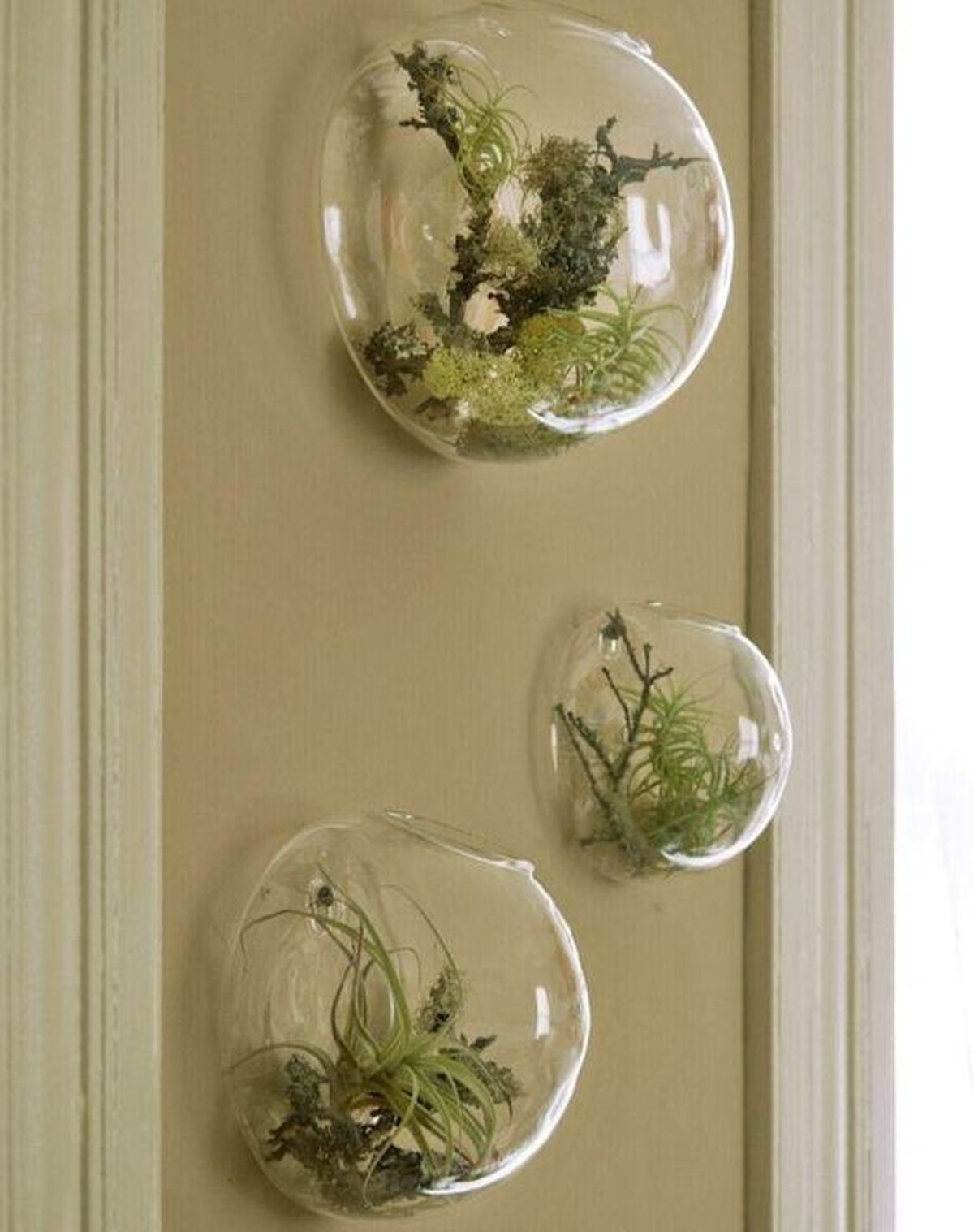 plantas aereas colgantes para la pared