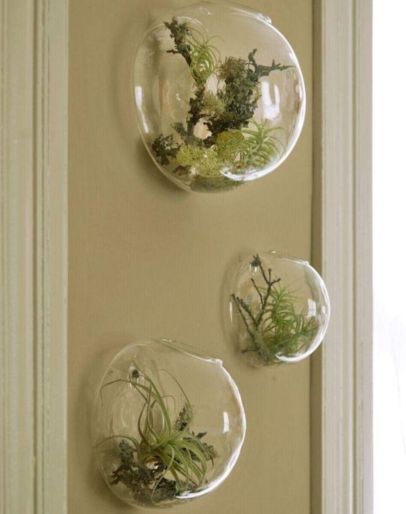 plantas aereas colgantes para la pared