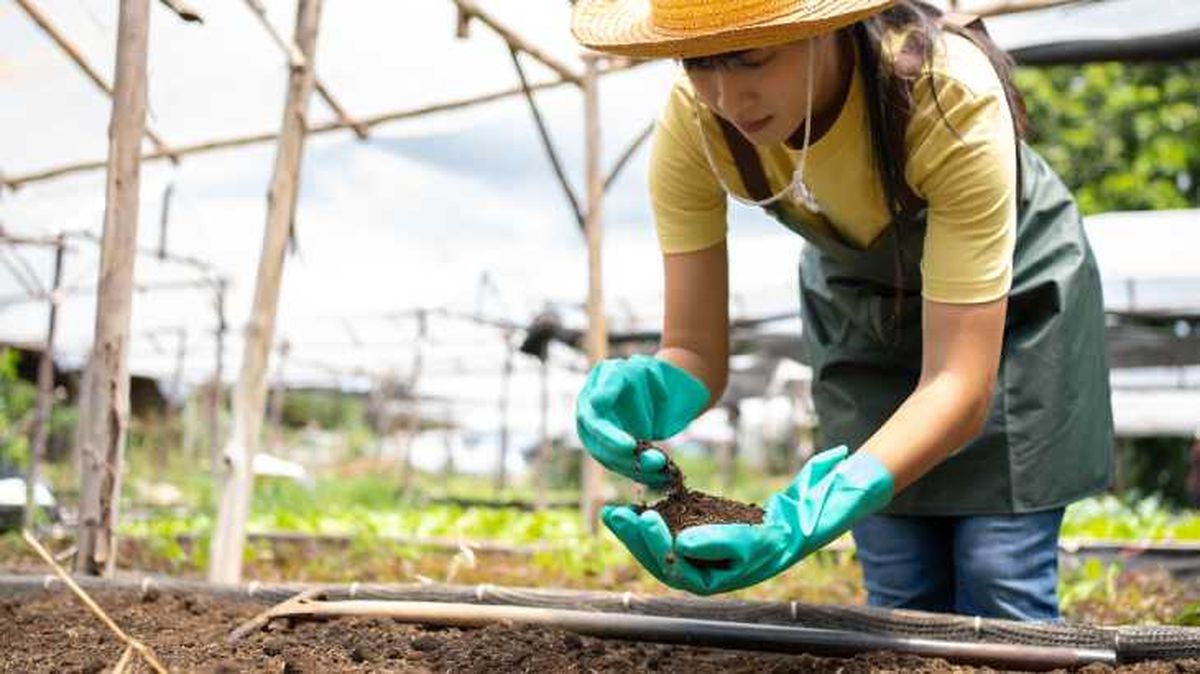 preparar humus de lombriz casero