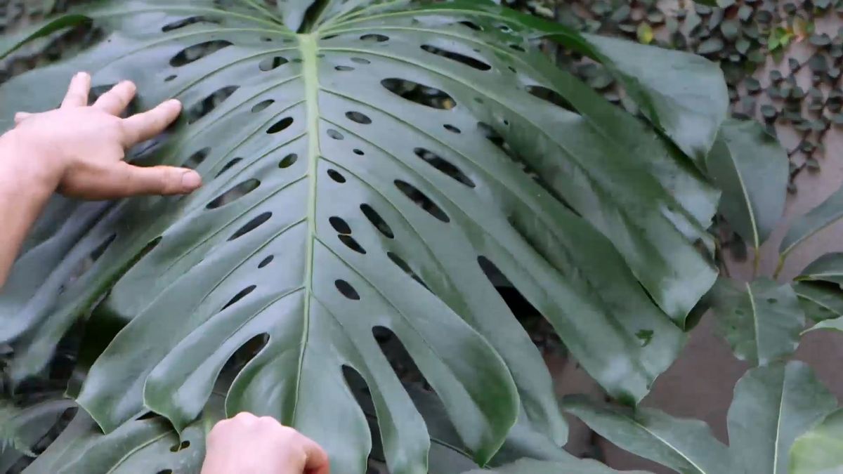 brico 942 3 curiosidades costilla adan hojas