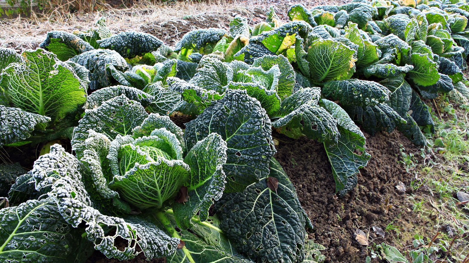 jardin huerto urbano diciembre