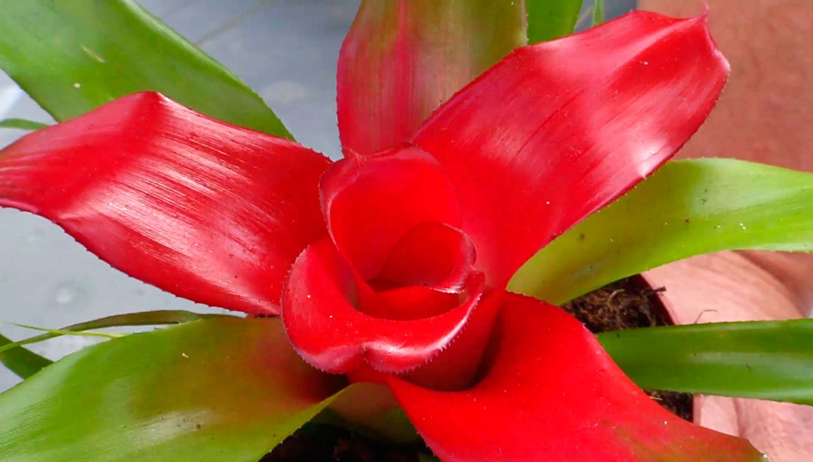 bromelias1