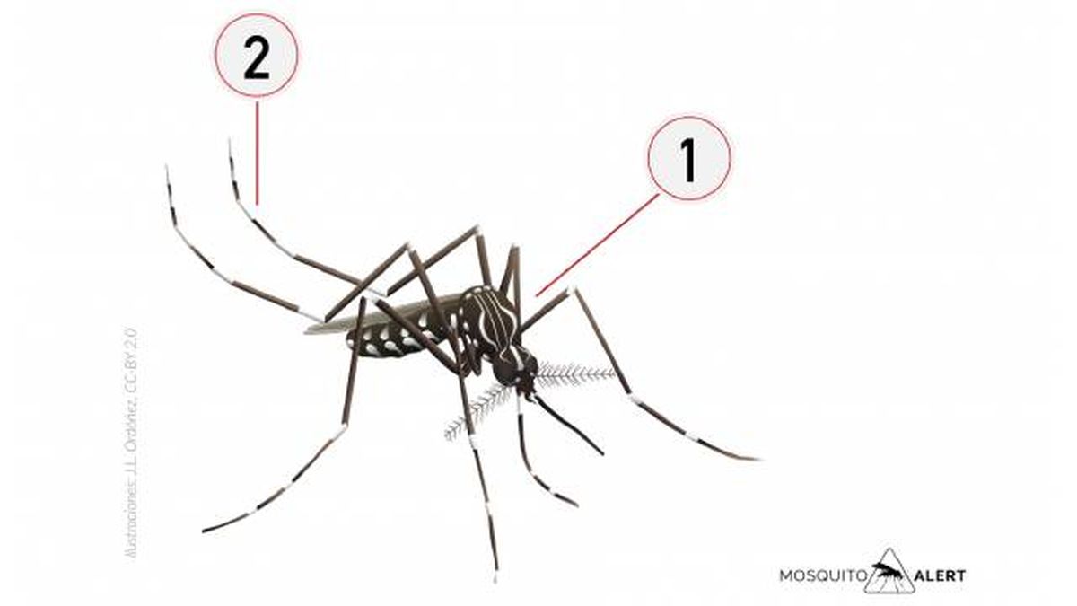 mosquitos transmisores de enfermedades mosquito fiebre amarilla