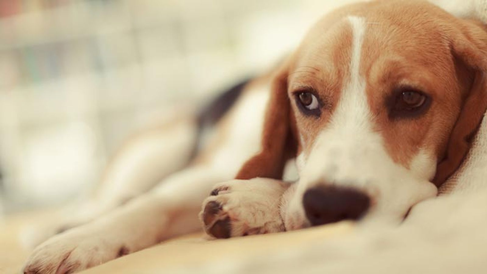 epilepsia perros 4