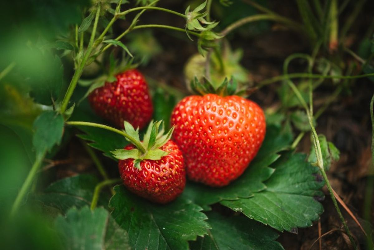 La fresa, en realidad, es un pseudofruto.