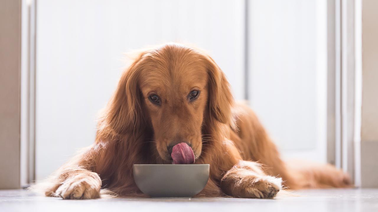 comida sostenible perros 8