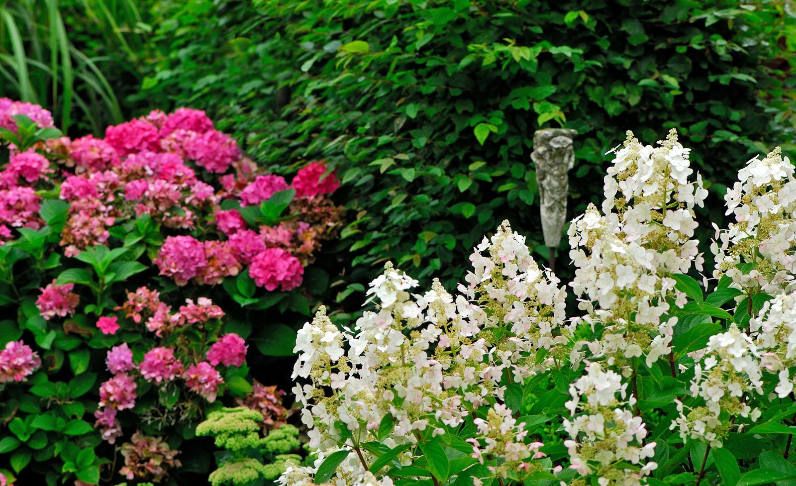 4 variedades de hortensia paniculata