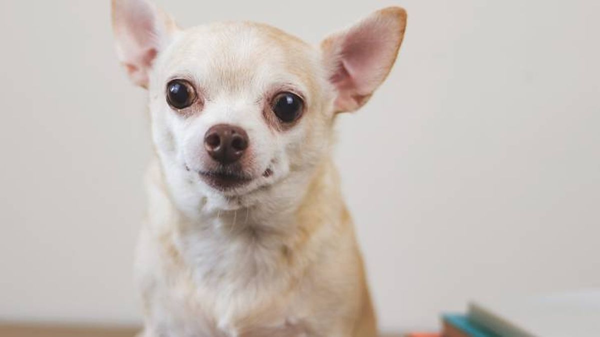 El Chihuahua puede tener el pelo largo o corto
