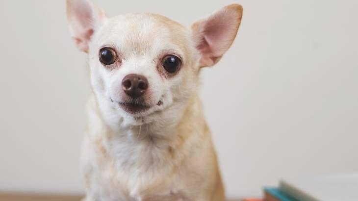 El Chihuahua puede tener el pelo largo o corto