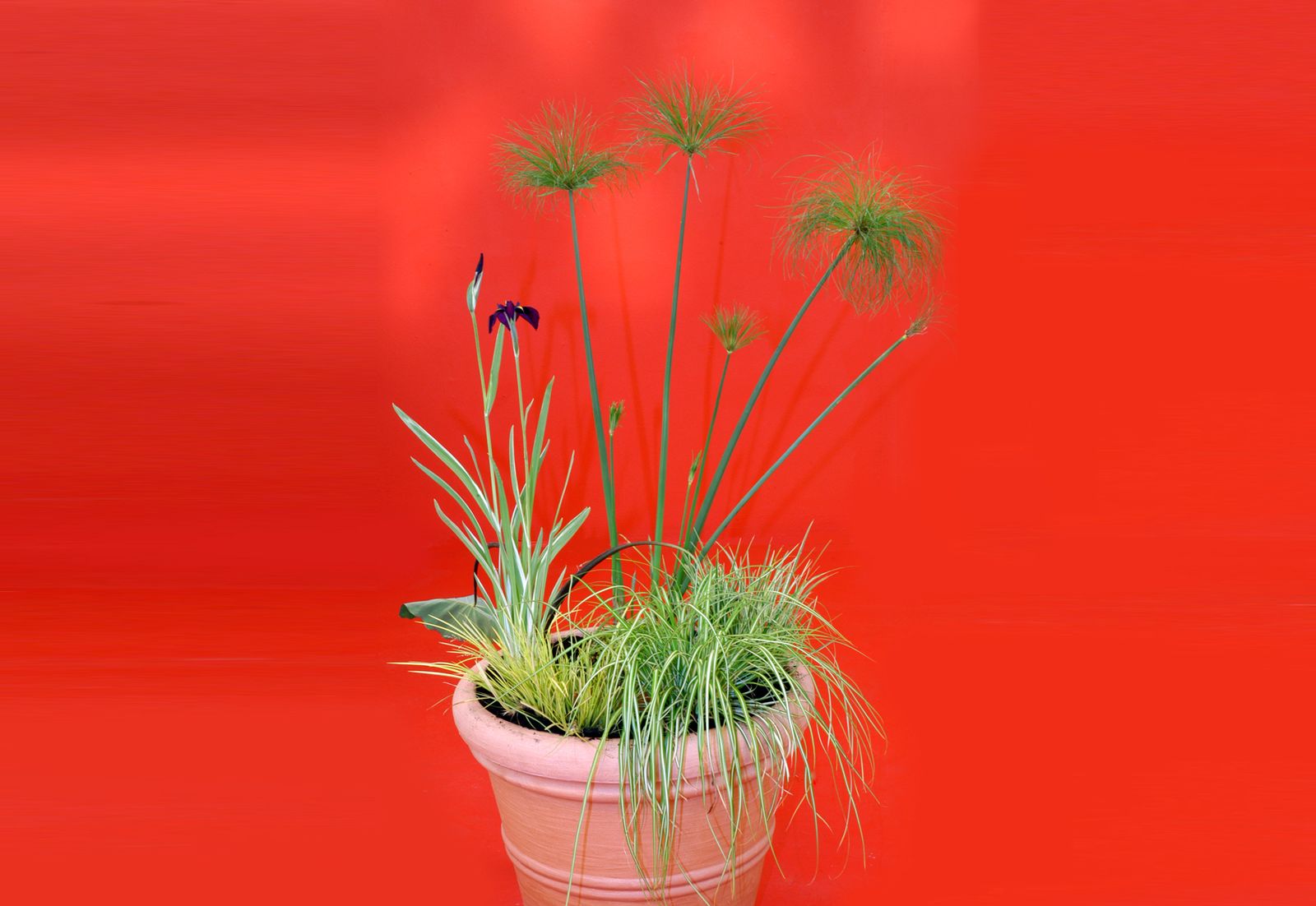 composicion papiro xl