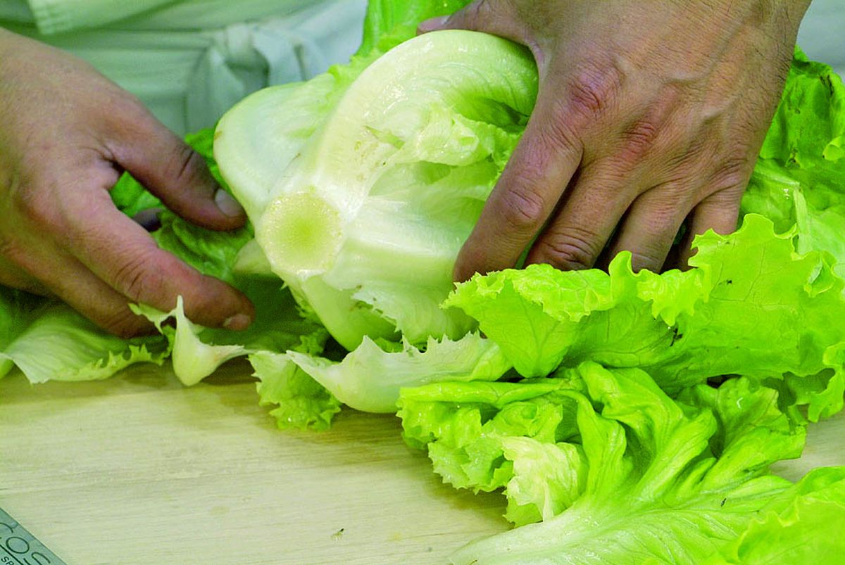limpiar lechuga paso2