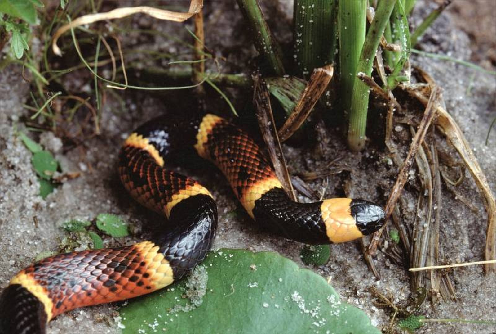 Las serpientes corales son muy venenosas, algo que demuestran con su bonita combinación de colores.