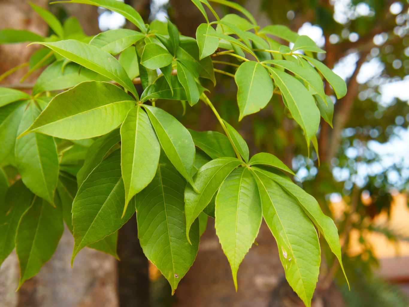 Hojas de Baobab.