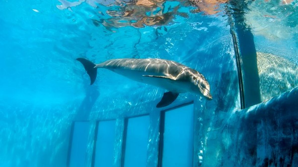 ley de bienestar animal 1