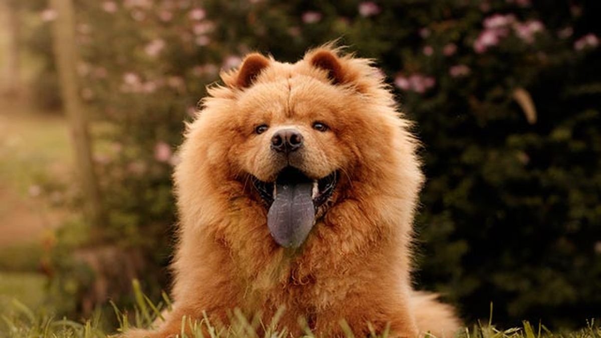chow chow