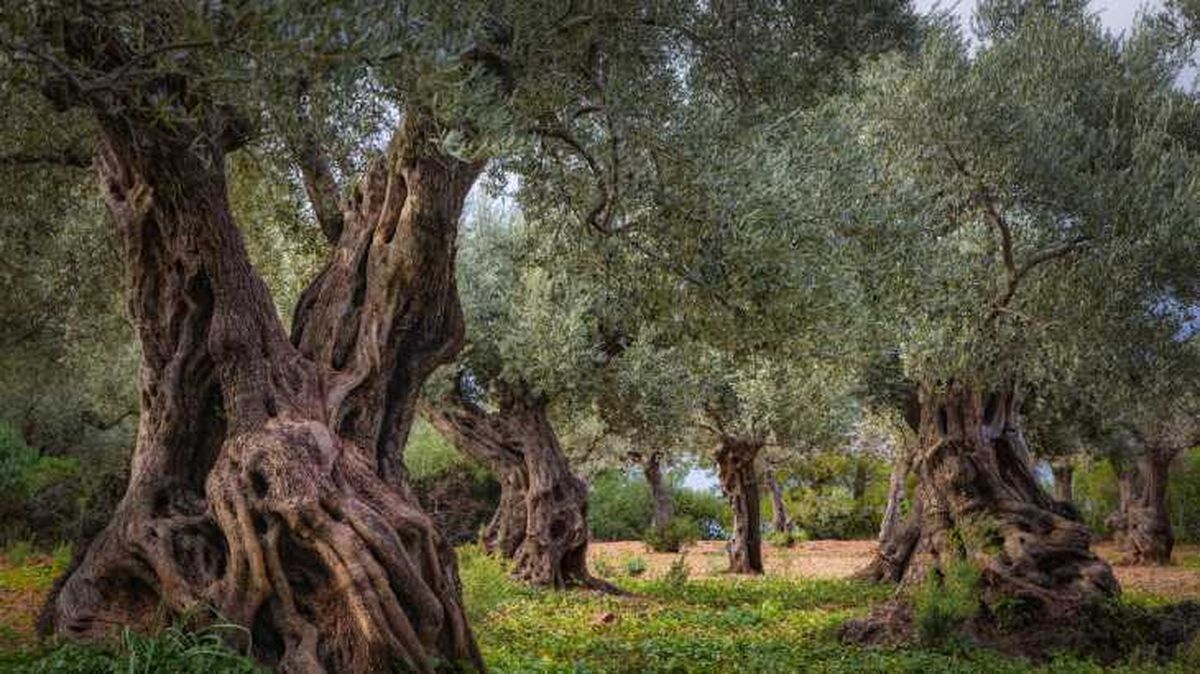 arbol olivo antiguo