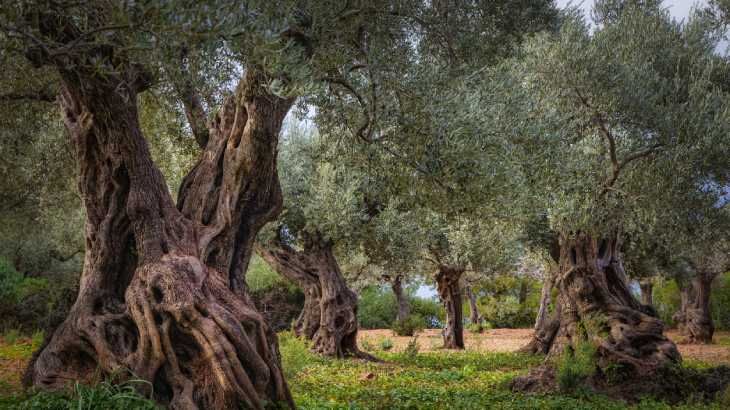arbol olivo antiguo