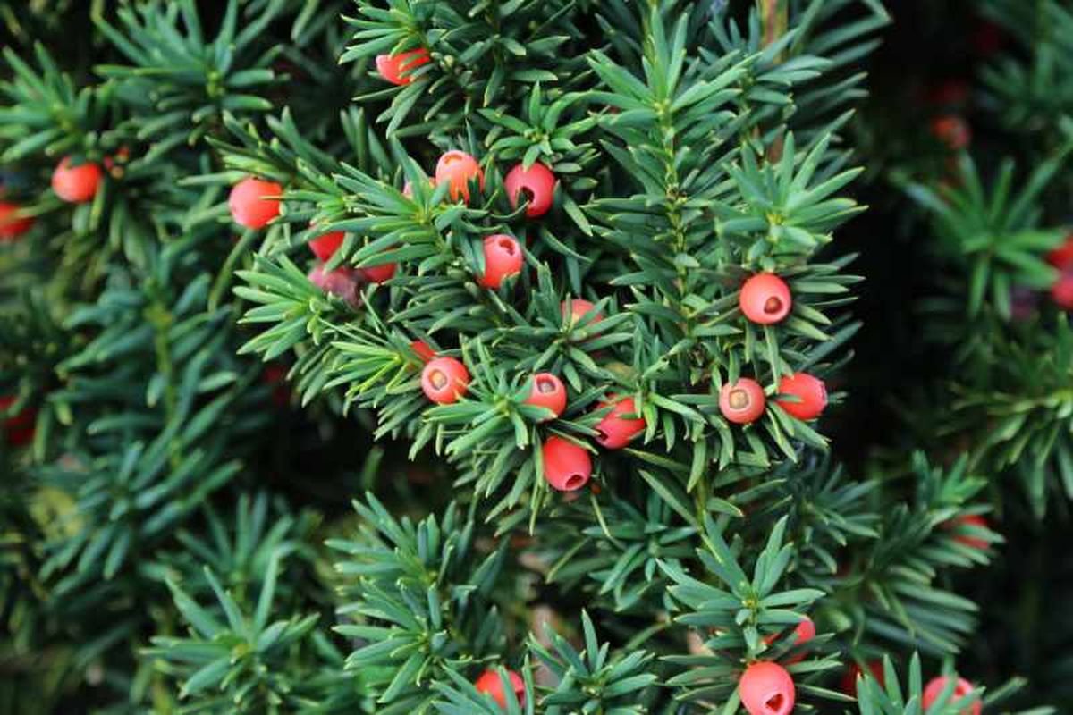 Taxus baccata