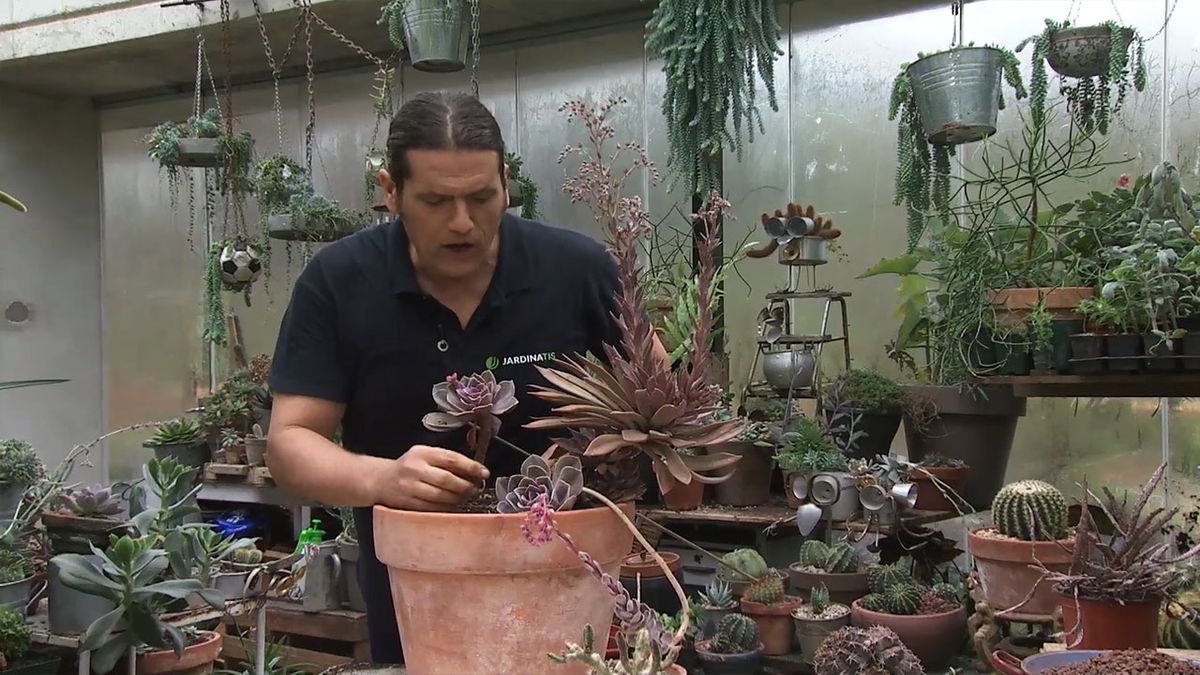 deco 766 jardin plantas crasas marrones echeveria 2