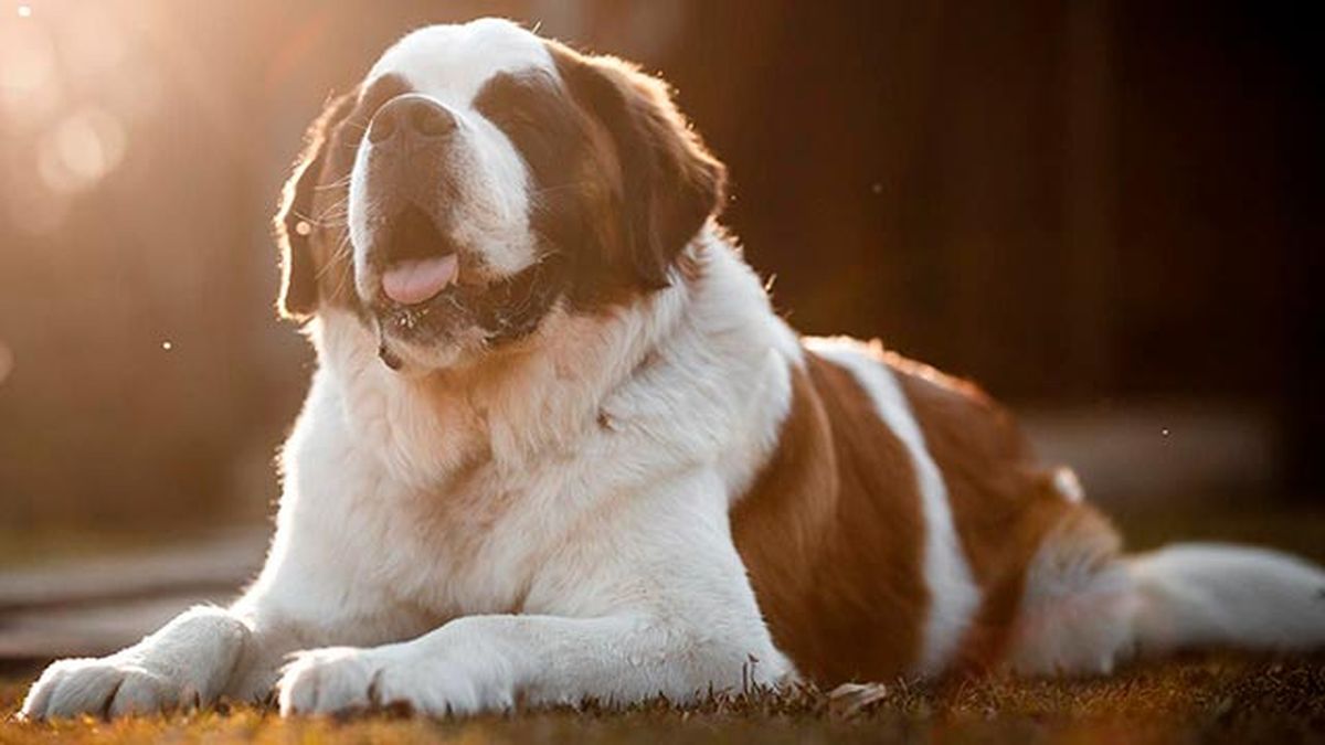 8 perros propensos tener linfoma 4