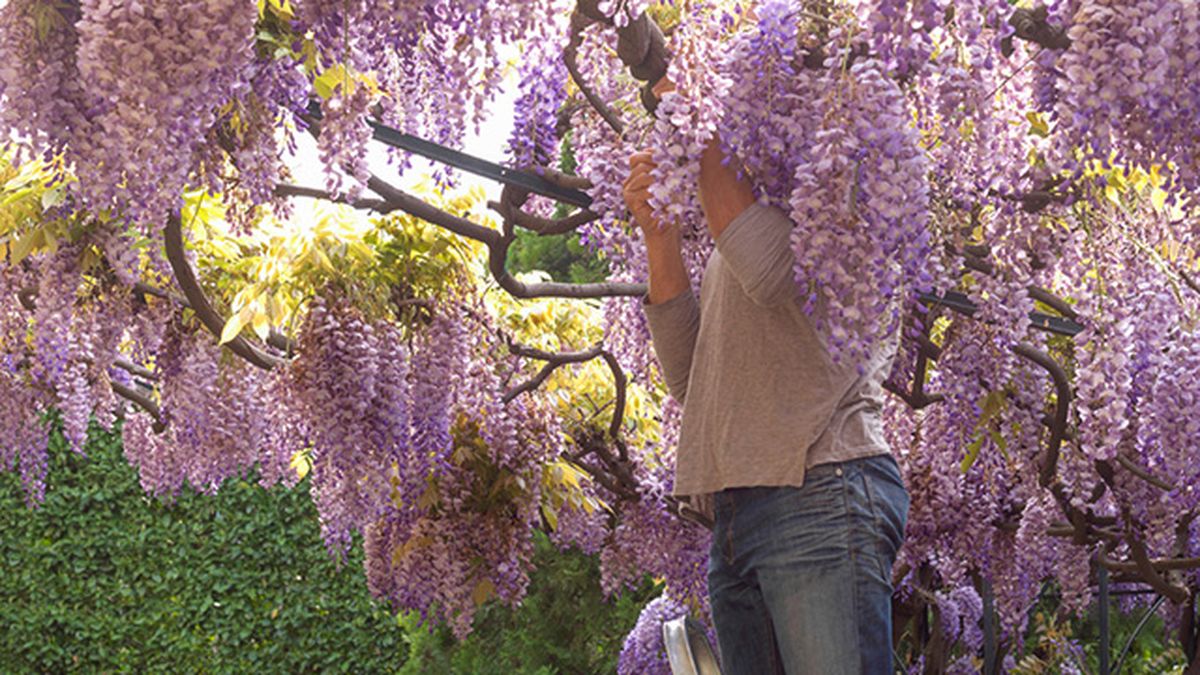 como podar la wisteria