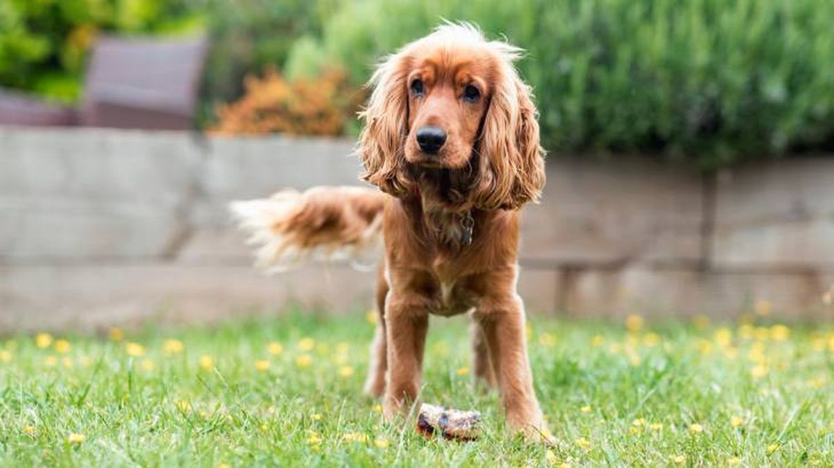 Cocker Spaniel Inglés jugando en el jardín de casa