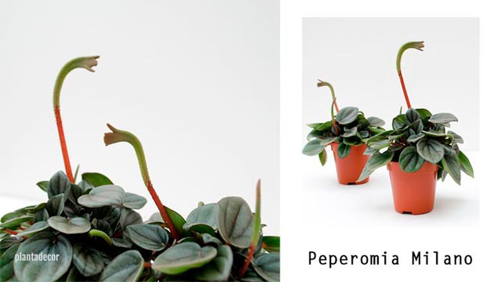 peperomia milano plantadecor