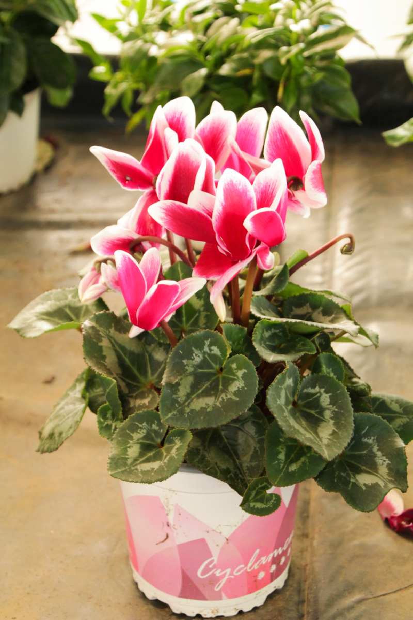 Cyclamen.