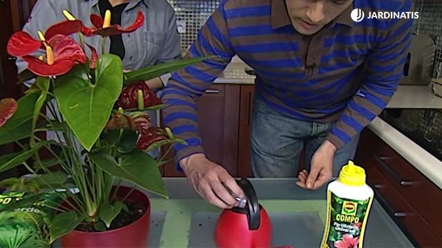 abono para la planta del anturio deco 293