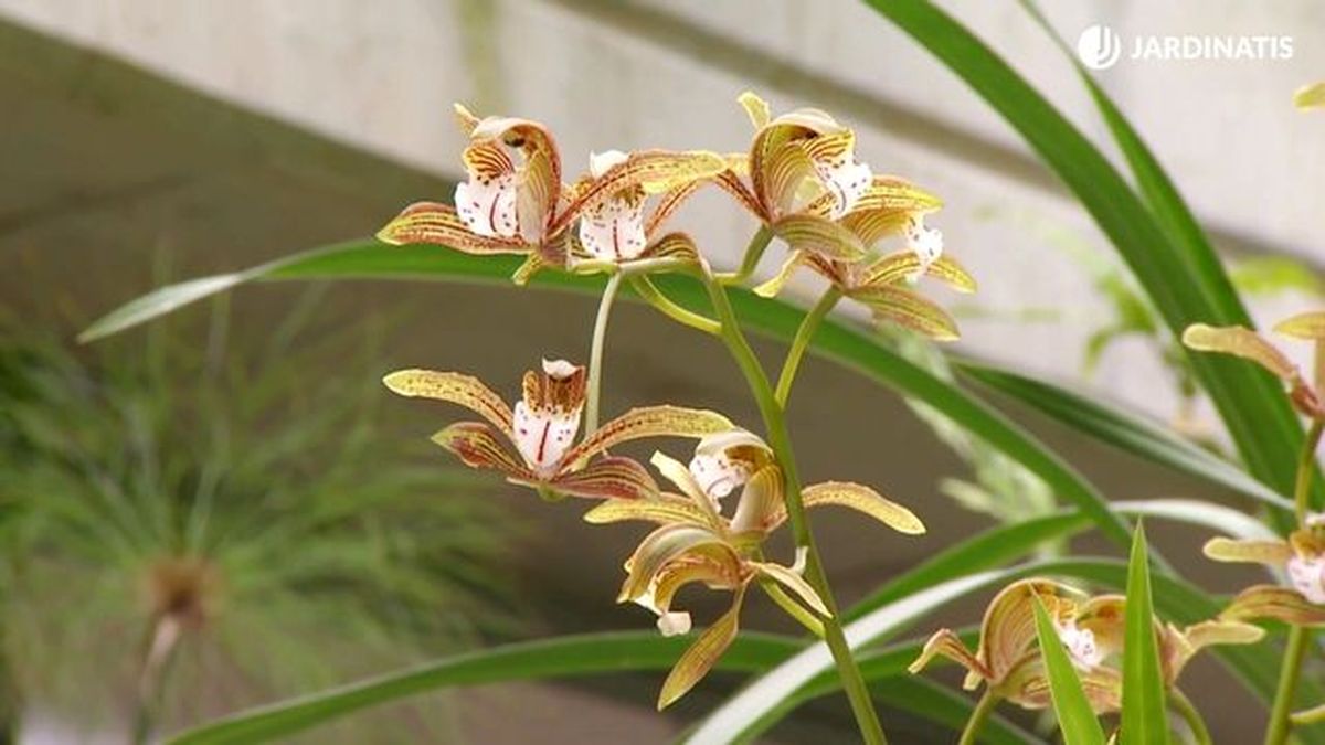 deco 681 orquideas invierno cymbidium variedad