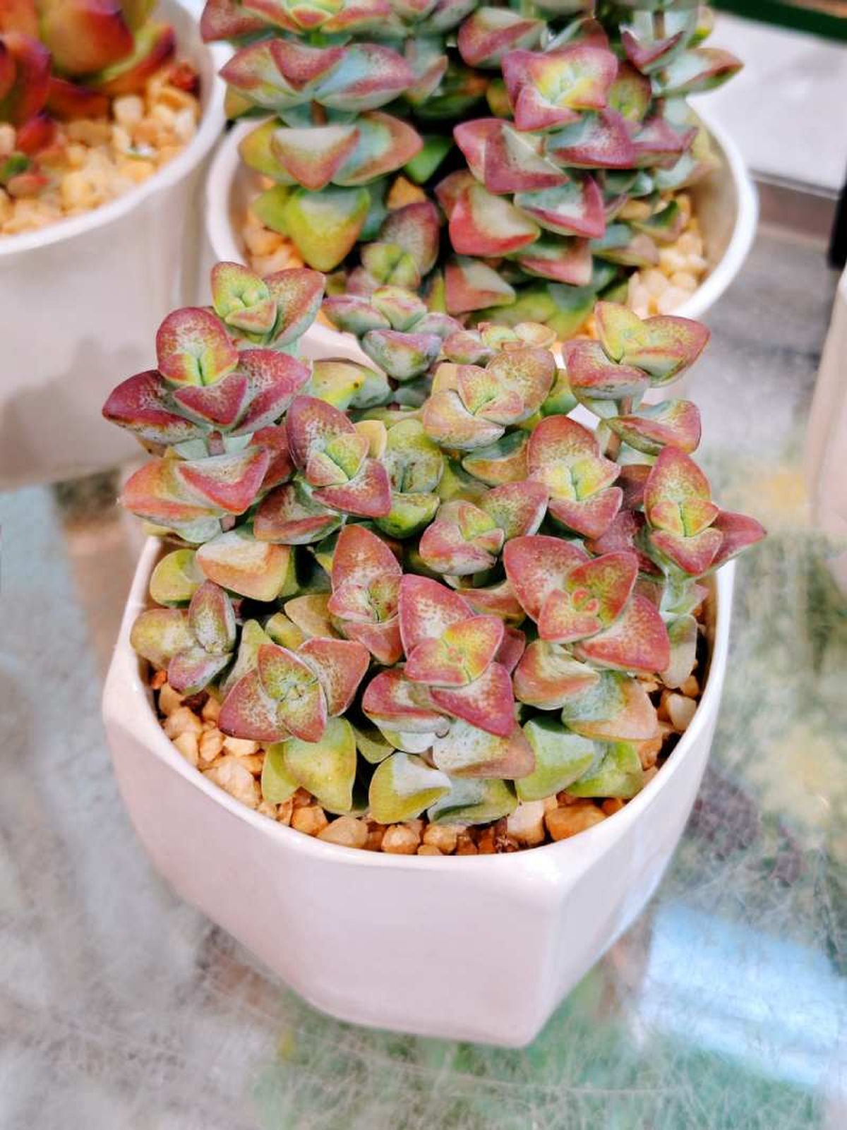 Hojas rojizas en Crassula perforata.