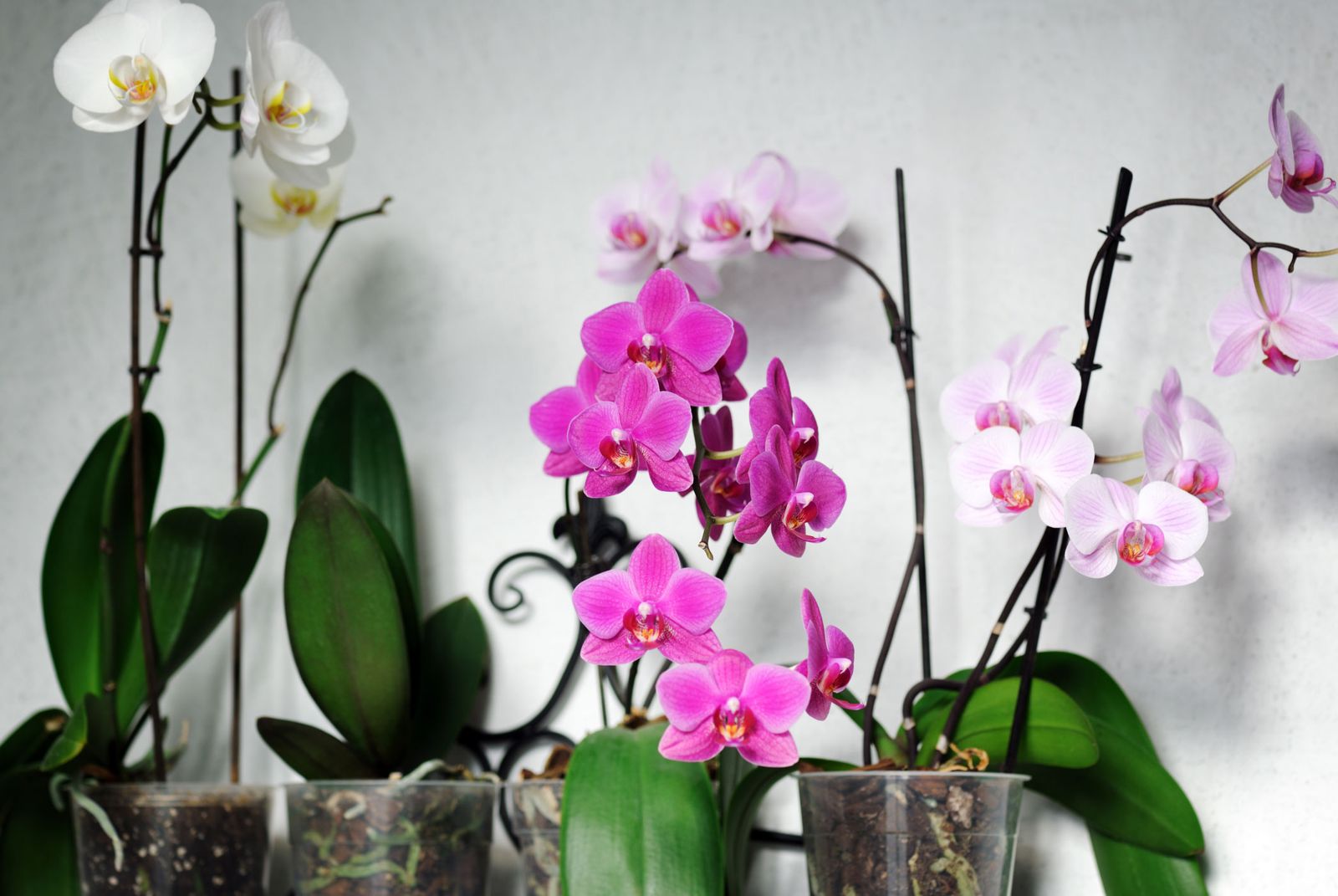 Cuidados de las phalaenopsis