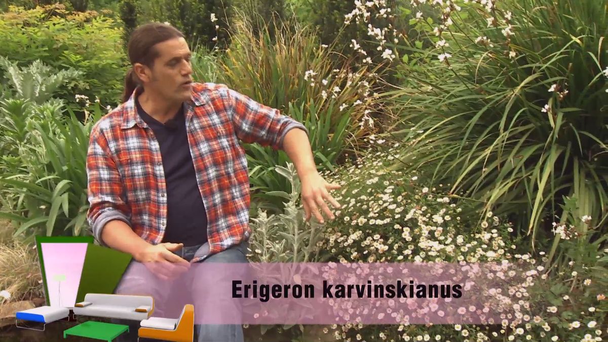 deco 0699 jardin clavelina flor blanca erigeron